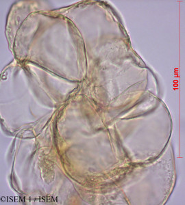 Apocynum androsaemifolium - lame n° 27984